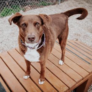 Coco, Mixed Breed (Medium), adult, available for adoption