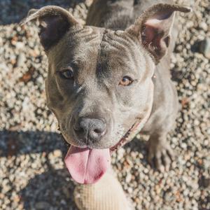 A gray dog with its tongue out, standing on a gravel surface.