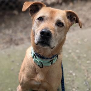 A brown dog with a green collar looking up at the camera.