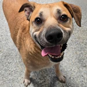 Logan, Mixed Breed (Medium), adult, available for adoption