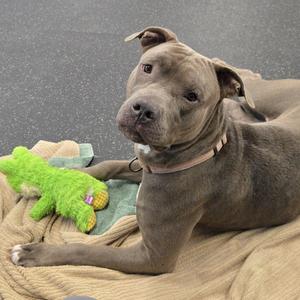 A gray dog lying on a blanket with a green toy