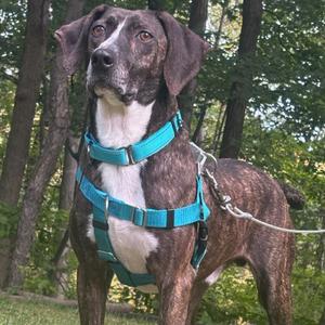 A brown and white dog wearing a blue harness standing in a forest.