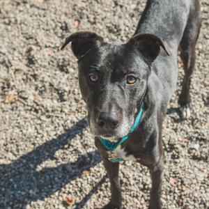 A black dog with a teal collar standing on a gravel surface, looking directly at the camera.