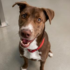Charlie, Mixed Breed (Large), adult, available for adoption