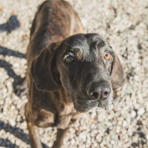 Lasso, Mixed Breed (Medium), adult, available for adoption