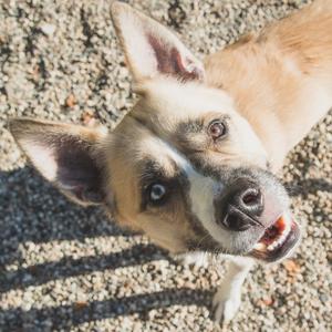 a dog looking up at the camera with its mouth open