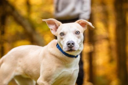 Salsa, Carolina Dog, puppy, available for adoption