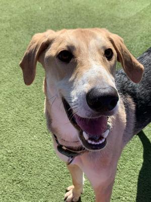 Fred, Hound, puppy, available for adoption