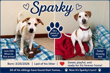 Sparky, Hound / Terrier, puppy, available for adoption