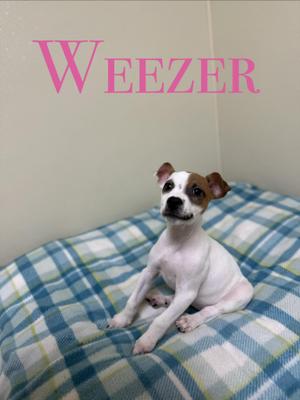 A small white dog with brown patches on its face and ears is sitting on a blue and white checkered blanket. The word "WEEZER" is written in pink text at the top of the image.