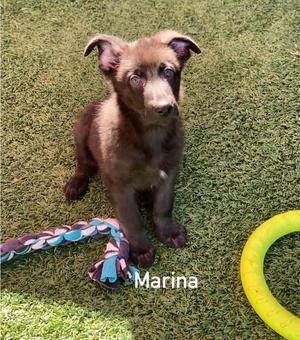 Marina, German Shepherd Dog, puppy, available for adoption