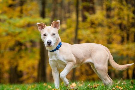 Queso, Carolina Dog, puppy, available for adoption