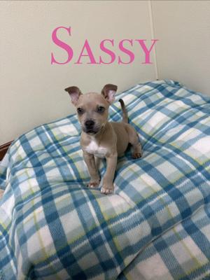 A small puppy named Sassy sitting on a blue and white plaid blanket.