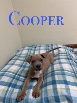 A brown puppy named Cooper lying on a blue and white plaid blanket.