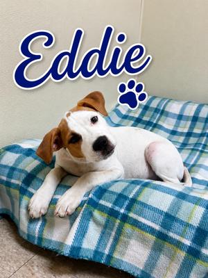Eddie, Mixed Breed, puppy, available for adoption