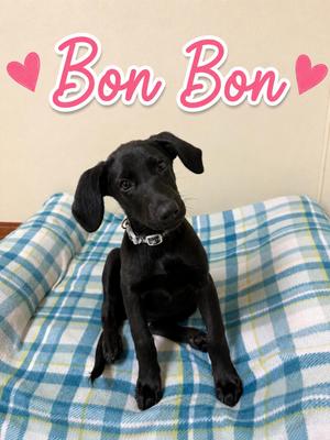 Bon Bon, Labrador Retriever, puppy, available for adoption