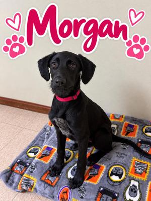 Morgan, Labrador Retriever, puppy, available for adoption