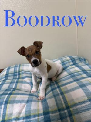 A small dog with a white and brown coat is sitting on a blue and white plaid blanket. The word "BOODROW" is written in blue text above the dog.