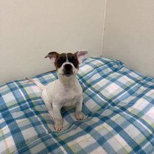 A small dog with white and brown fur sitting on a blue and white plaid blanket.