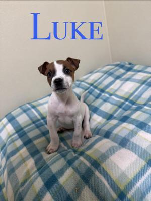 A small brown and white puppy sitting on a blue and white plaid blanket. The name "LUKE" is written in blue text above the puppy.