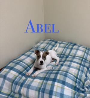A small dog named Abel lying on a blue and white checkered blanket.