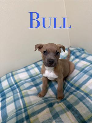 A small brown puppy with a white chest is sitting on a blue and white checkered blanket. The word "BULL" is written in blue above the puppy.