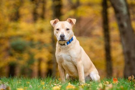 Pico, Carolina Dog, puppy, available for adoption