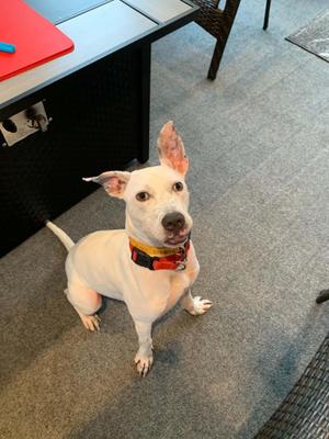 Tucson, Mixed Breed, young, available for adoption