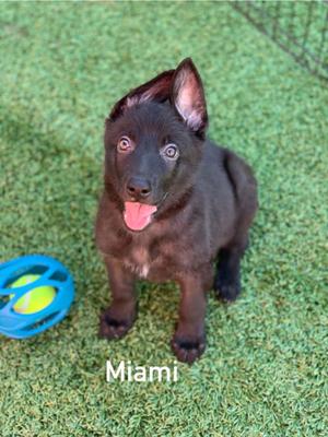 A black puppy named Miami sitting on grass with a blue toy nearby.