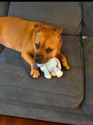 Sadie, American Bully, senior, available for adoption