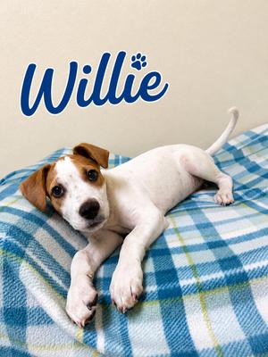 Willie, Mixed Breed, puppy, available for adoption