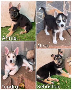 Husky Shepherd Litter, Husky / Shepherd, young, available for adoption