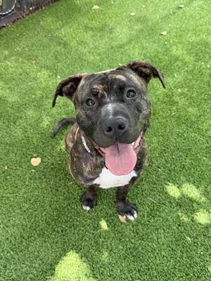 A brindle pitbull mix dog with its tongue out, sitting on artificial grass.