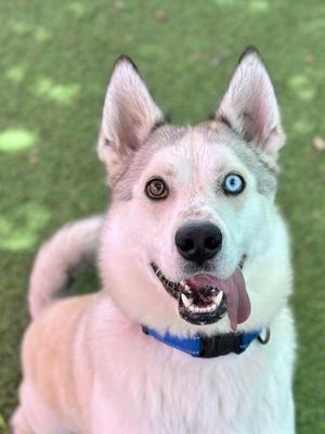 A close-up of a husky dog with heterochromia, one brown eye and one blue eye, wearing a blue collar and standing on grass.