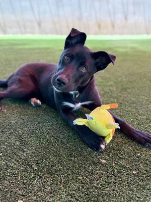 Braxton, Labrador Retriever, young, available for adoption