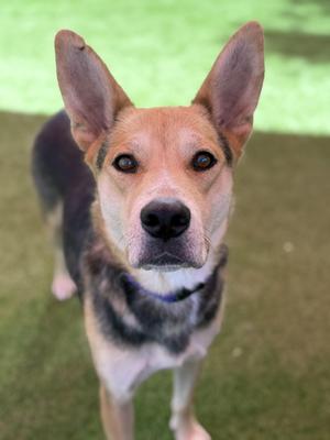 a dog with large ears and a black nose standing on grass