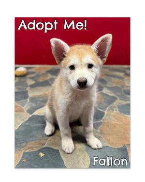 Falon, Husky, young, available for adoption