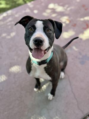 A black and white dog with a teal collar sits on a concrete surface, looking up with its tongue out.