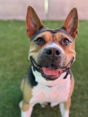 A close-up of a dog with a black, brown, and white coat, standing on grass and looking directly at the camera with its tongue out.