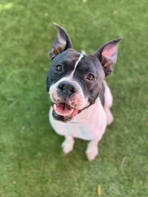 A black and white dog with a happy expression, sitting on green grass.