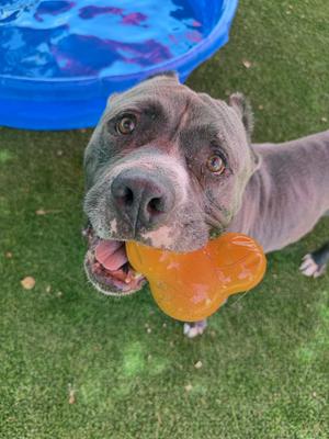Mosley, American Bulldog / American Staffordshire Terrier, senior, available for adoption