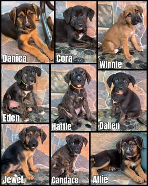 Pit Bull Shepherd Litter, Pit Bull Terrier / Shepherd, young, available for adoption