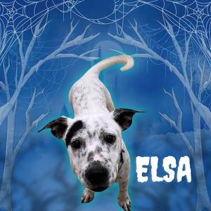 Elsa, American Blue Heeler, puppy, available for adoption