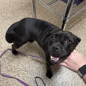 Teeth, Bulldog, adult, available for adoption