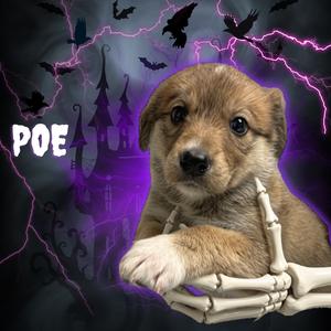 Poe, Mixed Breed (Medium), puppy, available for adoption