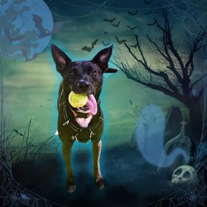 Maggie, Shepherd, German, adult, available for adoption