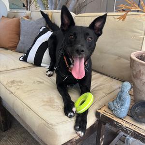 Maggie, Shepherd, German, adult, available for adoption