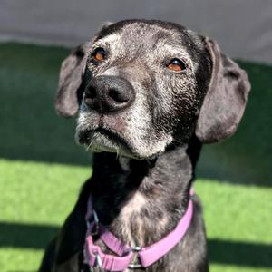 Ridley, Boxer, adult, available for adoption