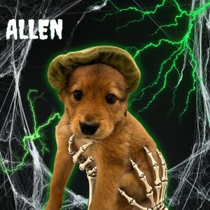 Allen, Mixed Breed (Medium), puppy, available for adoption