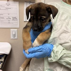Greta, Shepherd, German, puppy, available for adoption